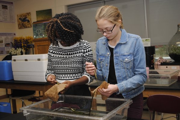 Mecca Brooks, left, and Maryrose O'Connell weave eelgrass in Stephanie Forsberg's tenth grade science research class. AMANDA BERNOCCO