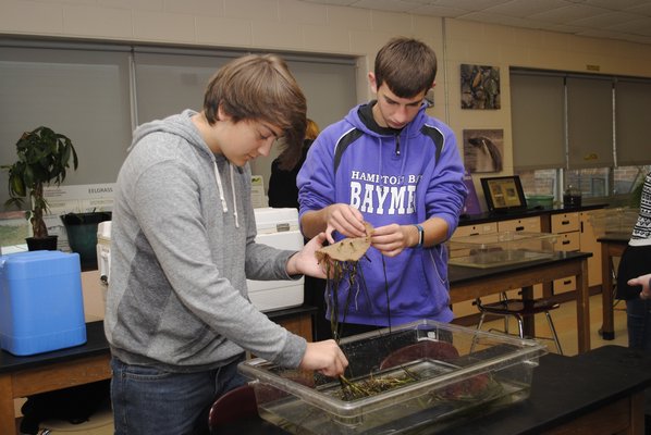 Jared Strecker, left, and Dommy Pensa weave eelgrass in Stephanie Forsberg's tenth grade science research class. AMANDA BERNOCCO