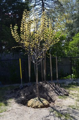 The CURE club planted an eastern redbud tree on Friday at the Westhampton Beach Arbor Day tree planting. BY ERIN MCKINLEY