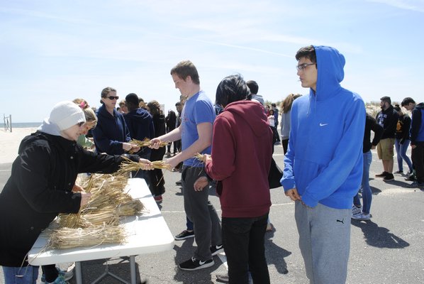 Hampton Bays High School students plant beach grass for Earth Day. AMANDA BERNOCCO