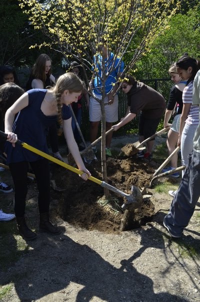 CURE club students help plant a tree at the Westhampton Beach Arbor Day tree planting on Friday. BY ERIN MCKINLEY