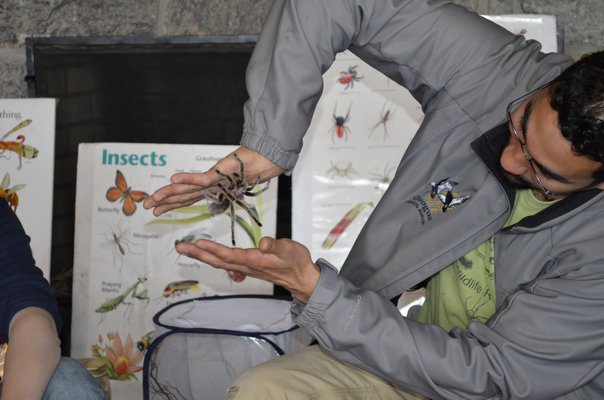 Tony Valderrama, environmental educator at the Quogue Wildlife Refuge, demonstrated how a tarantula can climb at extreme angles. ALEXA GORMAN