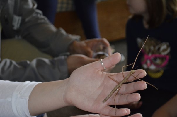 Campers at the Quogue Wildlife Refuge were able to touch a stick bug on Friday. ALEXA GORMAN
