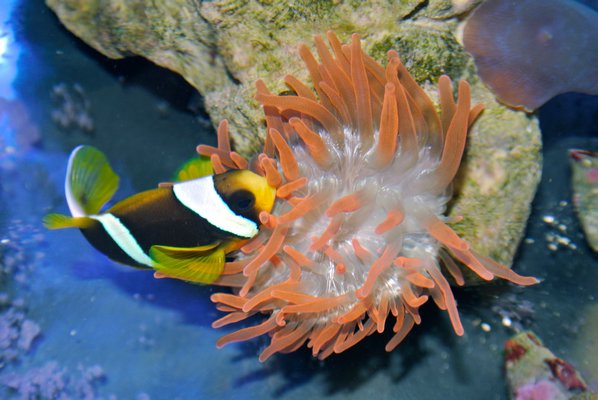 A clown fish takes shelter in an anemone in one of the tanks in the wet lab at Southampton High School.  DANA SHAW