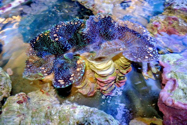 A brilliantly colored giant clam flourishes in a tank.  DANA SHAW