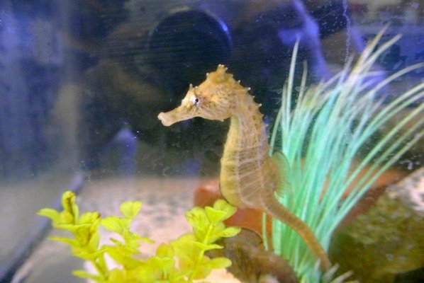 Seahorses in a tank at the wet lab. DANA SHAW