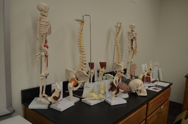 Models of the human skeleton on display at the Stony Brook Southampton campus. BY ERIN MCKINLEY