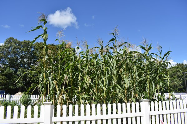 Corn stalks in Eastport Elementary's farm. CHRIS PERAINO
