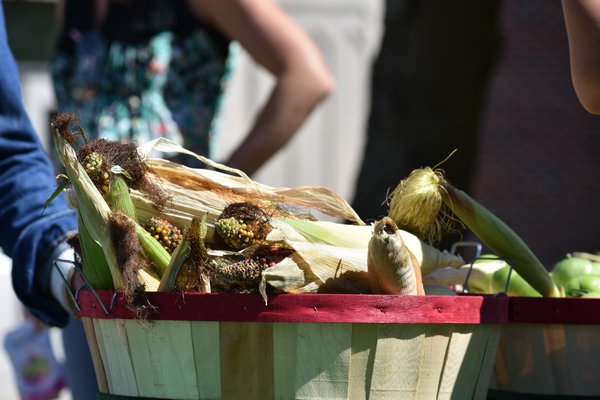 Corn picked from Eastport Elementary's farm and sold at Saturday's farmer's market. CHRIS PERAINO