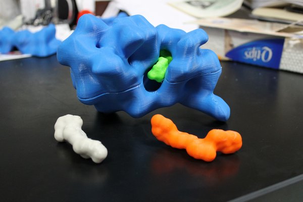 Plastic protein models assembled by the recently purchased three-dimensional printer at the Westhampton Beach High School. KYLE CAM