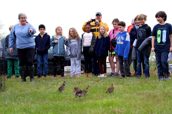 Third House Nature Center hosted their first bobwhite quail release of the year in partnership with Montauk School's science lab that helped THNC hatch and rear the quail this spring.  KYRIL BROMLEY