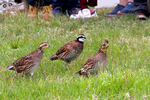 Third House Nature Center hosted their first bobwhite quail release of the year in partnership with Montauk School's science lab that helped THNC hatch and rear the quail this spring.  KYRIL BROMLEY