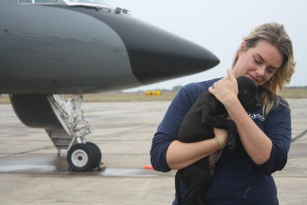 Kate McEntee, adoptions director for he Southampton Animal Shelter Foundation, with one of the puppies from El Faro de los Animales, a shelter in Humacao, Puerto Rico, that was leveled by Hurricane Maria. The animals arrived on a chartered flight to Gabreski Airport in Westhampton Beach on Sunday. CAILIN RILEY
