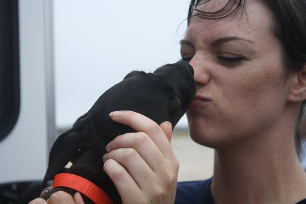 The Southampton Animal Shelter Foundation took in several dogs (and a few cats) from El Faro de los Animales, a shelter in Humacao, Puerto Rico, that was leveled by Hurricane Maria. The animals arrived on a chartered flight to Gabreski Airport in Westhampton Beach on Sunday. CAILIN RILEY