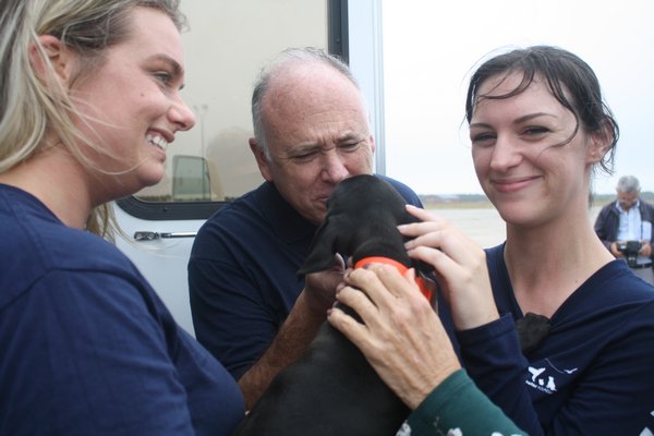 The Southampton Animal Shelter Foundation took in several dogs (and a few cats) from El Faro de los Animales, a shelter in Humacao, Puerto Rico, that was leveled by Hurricane Maria. The animals arrived on a chartered flight to Gabreski Airport in Westhampton Beach on Sunday. CAILIN RILEY