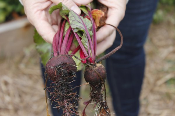 The radishes are ready to be harvested. VALERIE GORDON