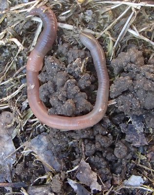 An earthworm and its castings. Note the thickened segment (left) called the clitellum which plays a key role in reproduction. MIKE BOTTINI