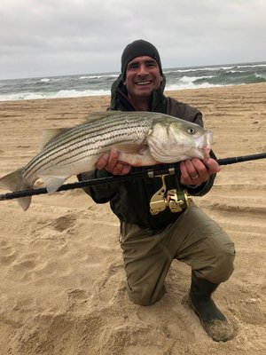 Striped bass have spread out just beyond the surf along much of the South Fork this week. Joe Baratta and others caught them from the sands of Amagansett in Monday's windy conditions.