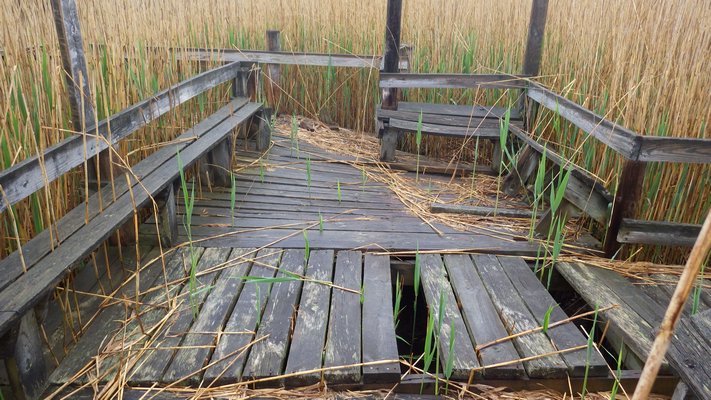 The Fairy Dell Boardwalk in its current state. COURTESY MARISA NELSON