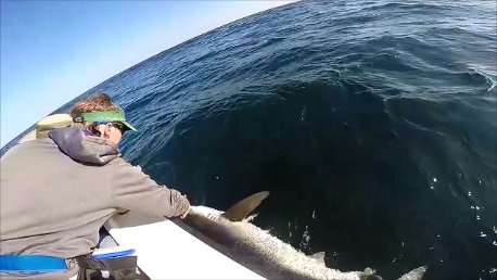 Fred Schneider, a senior at Southampton High School, releases a shark after tagging and measuring it. COURTESY OF LONG ISLAND SHARK COLLABORATION