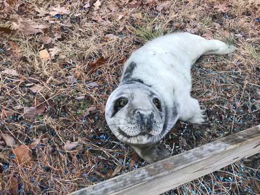 A grey seal pup found in Amagansett on Tuesday afternoon. COURTESY DELL CULLUM
