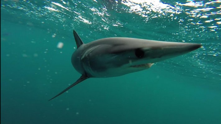 One of the sharks tagged as part of a documentary focusing on Southampton teachers and students airing this summer. COURTESY ANGELO BAIO