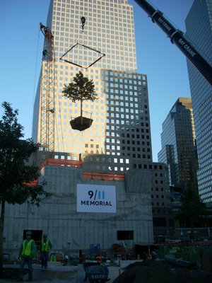 Trees hoisted by a crane into place at the World Trade Center. COURTESY PAUL COWIE