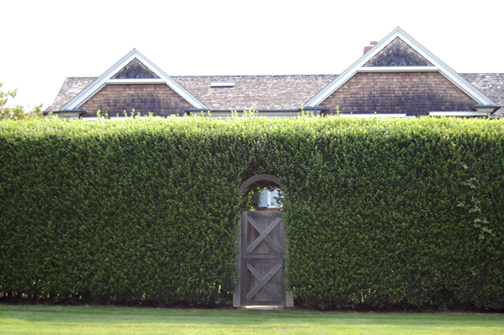 Privet, though not indigenous here, has emerged as a staple in East End front, side and back yards for a quality not normally attributed to most desirable plants: the blinding speed of its growth.