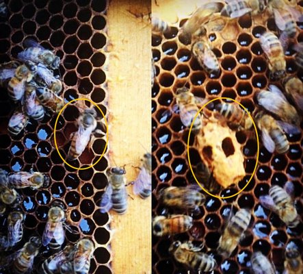 A newly hatched queen, at left, and the queen cell she hatched from. COURTESY BRAMBLE BUZZ ACRES