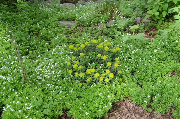 Gallium ordoratum, or sweet woodruff, works well as a groundcover, as in this picture where it surrounds a Euphorbia in the center. However, it can get out of control and some find it unruly and difficult to manage. White flowers appear in the spring and through the growing season. ANDREW MESSINGER