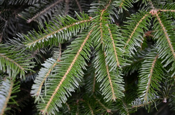 While the Fraser fir (shown here) and the Balsam fir are similar, the Fraser’s branches turn slightly upward, have good needle retention, are dark blue-green in color and the are nicely scented. ANDREW MESSINGER