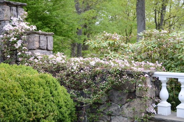 Small flowering clematis blooming in early May.