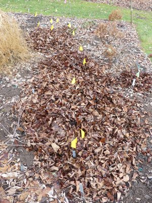 A row of mixed ash and maple leaves covers an October planting of lily bulbs. In much colder climates, the mulch would be much thicker and that would slow the penetration of the cold into the deeper soil where the bulbs are. ANDREW MESSINGER