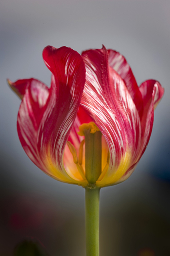 Rembrant Tulip in Hortus Bulborum Gardens, Netherlands.<br>Photo by Ruth Dundas, courtesy PBS