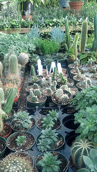 Homeside Florist in Riverhead has a large variety of succulents.