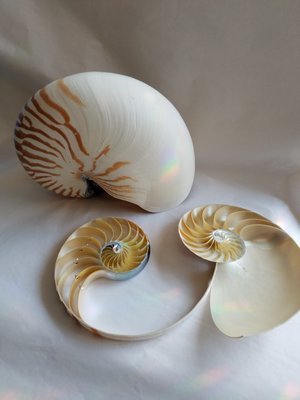 Nautilus.  JACK CRIMMINS