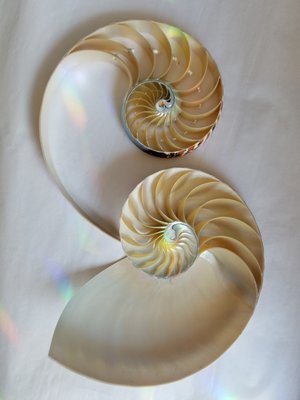 Nautilus.  JACK CRIMMINS