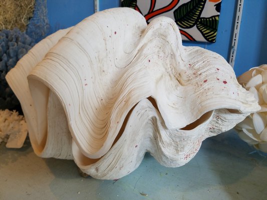 Giant clam. JACK CRIMMINS