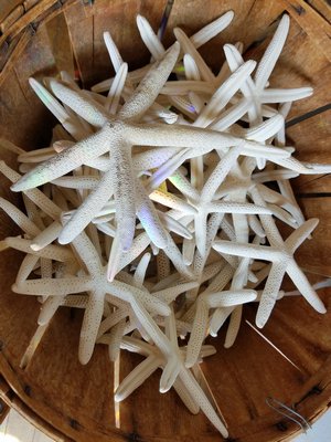 Blooming Shells in Sag Harbor. JACK CRIMMINS