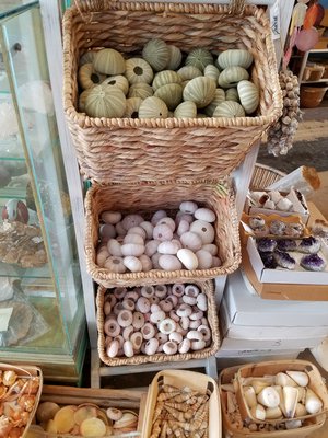 Blooming Shells in Sag Harbor. JACK CRIMMINS