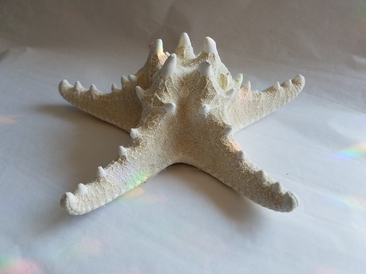 The star of the sea.   JACK CRIMMINS