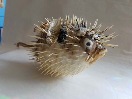 Blowfish at Blooming Shells.   JACK CRIMMINS