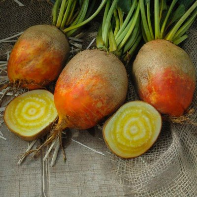 Touchstone is a golden beet that matures in 55 days with uniform round and smooth roots that are orange with a dazzling golden vivid interior. The sweet flesh was noticeably better than other gulden’s in field trials. COURTESY NGB