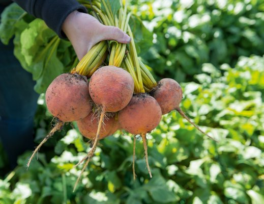 Boldor, which is available both as seed and in seed tapes, is a golden beet that has very high germination rates. It has light green tops with yellow stems and is used for juice, shredded in salads and for roasting. Matures in 55 days. COURTESY NGB