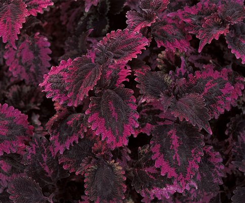 Coleus Florida Sun Rose combines deep, rich yet contrasting colors with a semi-serrated lobed leaf. The combination is a certain eye-catcher. ANDREW MESSINGER