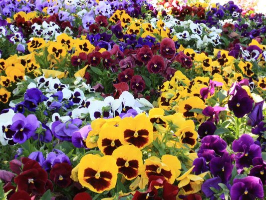 Pansy Majestic Giant is a classic "happy face" pansy that comes as a mixed color and is best used as a bedding plant.