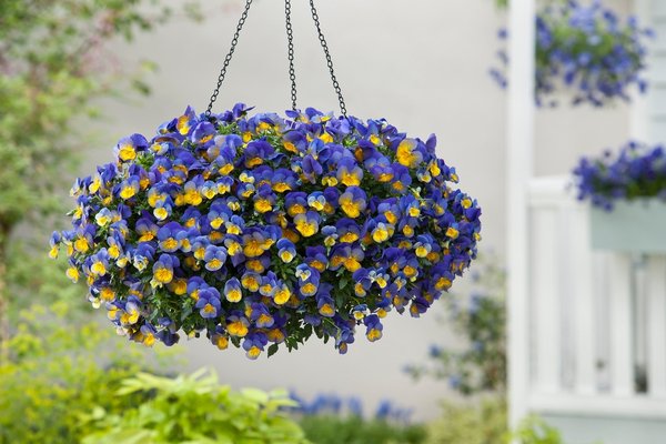 Pansy Cool Wave Morpho is one of the new trailing type pansies that does well in baskets, planters or on a slope where it can trail.