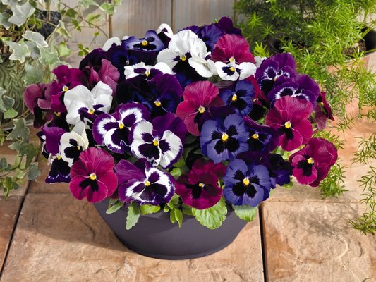 Pansy Inspire DeluXXe Mulberry was developed by Benaray Seeds of Germany. It's also available in straight colors.