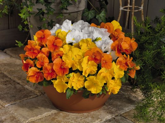Pansy Inspire Plus is a fast grower that has large flowers on very compact stems so it fills in quickly when used in pots and planters and it's less likely to get leggy as the weather gets warmer.