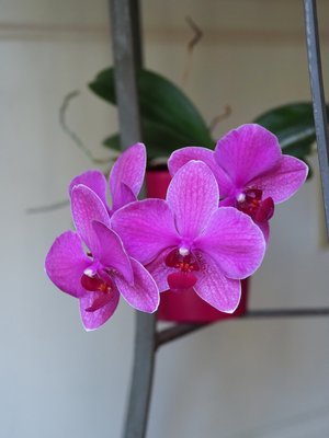 Blooming in spite of neglect, this birthday gift of a Phalaenopsis orchid blooms away with six spectacular blooms that will last for several more months. ANDREW MESSINGER